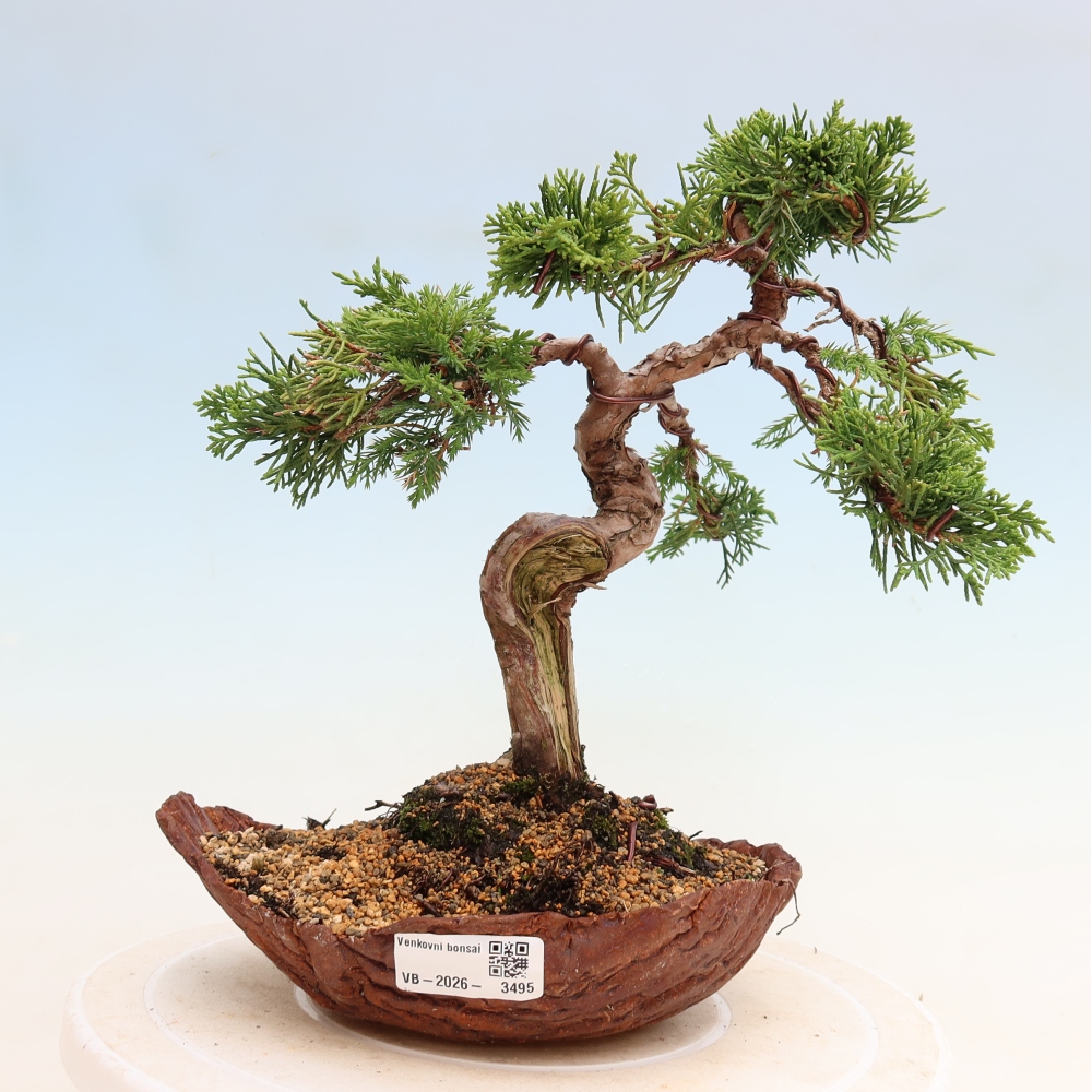 Bonsai für draußen - Juniperus chinensis Itoigawa-Juniperus chinensis