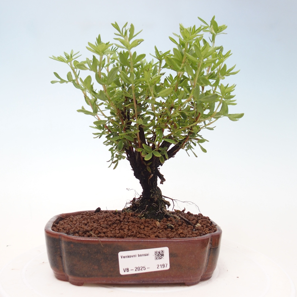 Outdoor-Bonsai-Fingerkraut - Potentila fruticosa gelber Vogel