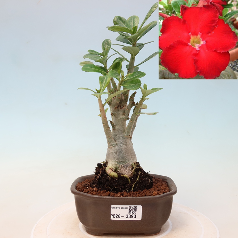 Zimmerbonsai – Adenium obesum „Red Star“ – Wüstenrose