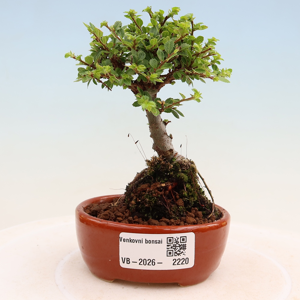 Bonsai für draußen - Ulmus parvifolia Sagei - Kleinblättrige Ulme