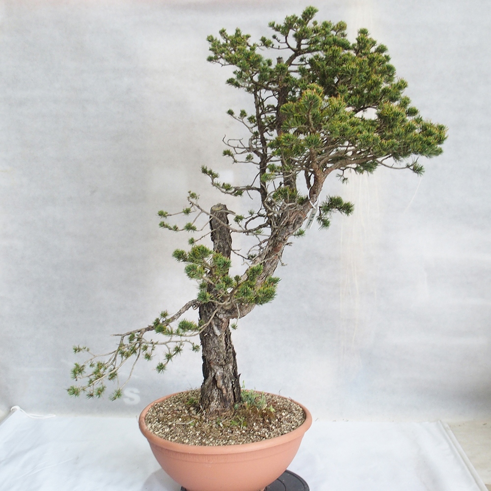 Yamadori - Pinus sylvestris 