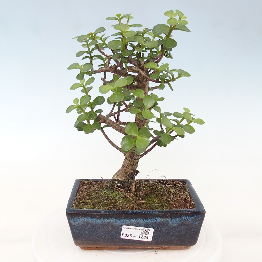 Zimmer Bonsai - Portulakaria Afra - Tlustice