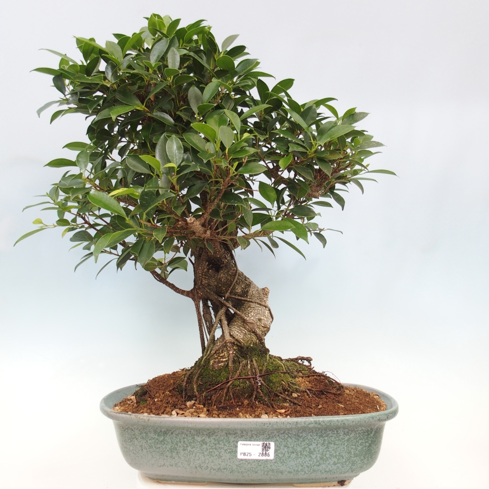 Zimmerbonsai - Ficus kimmen - kleinblättriger Ficus - NUR PERSÖNLICHE ABHOLUNG oder Palettentransport