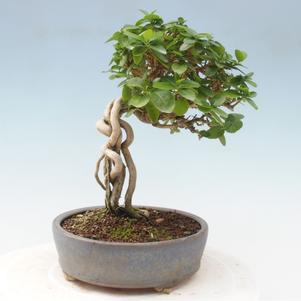 Zimmerbonsai - Premna serratifolia - Kozlovon kleinblättrig