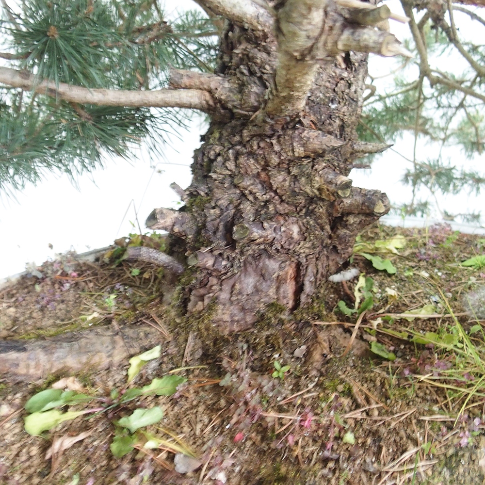 Yamadori - Pinus sylvestris 