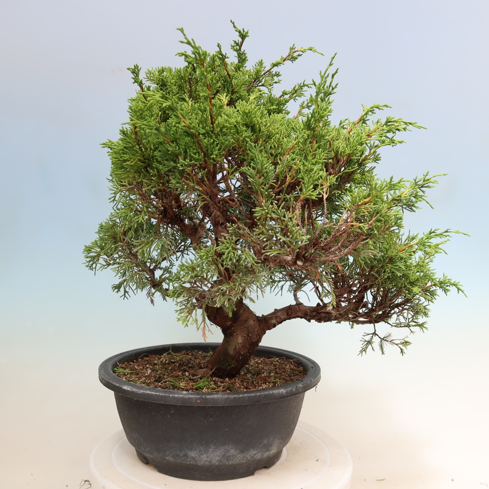Bonsai für draußen - Juniperus chinensis Itoigawa-Juniperus chinensis