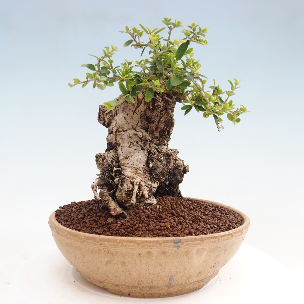 Indoor-Bonsai - Olea europaea sylvestris - Europäisches kleinblättriges Olivenöl