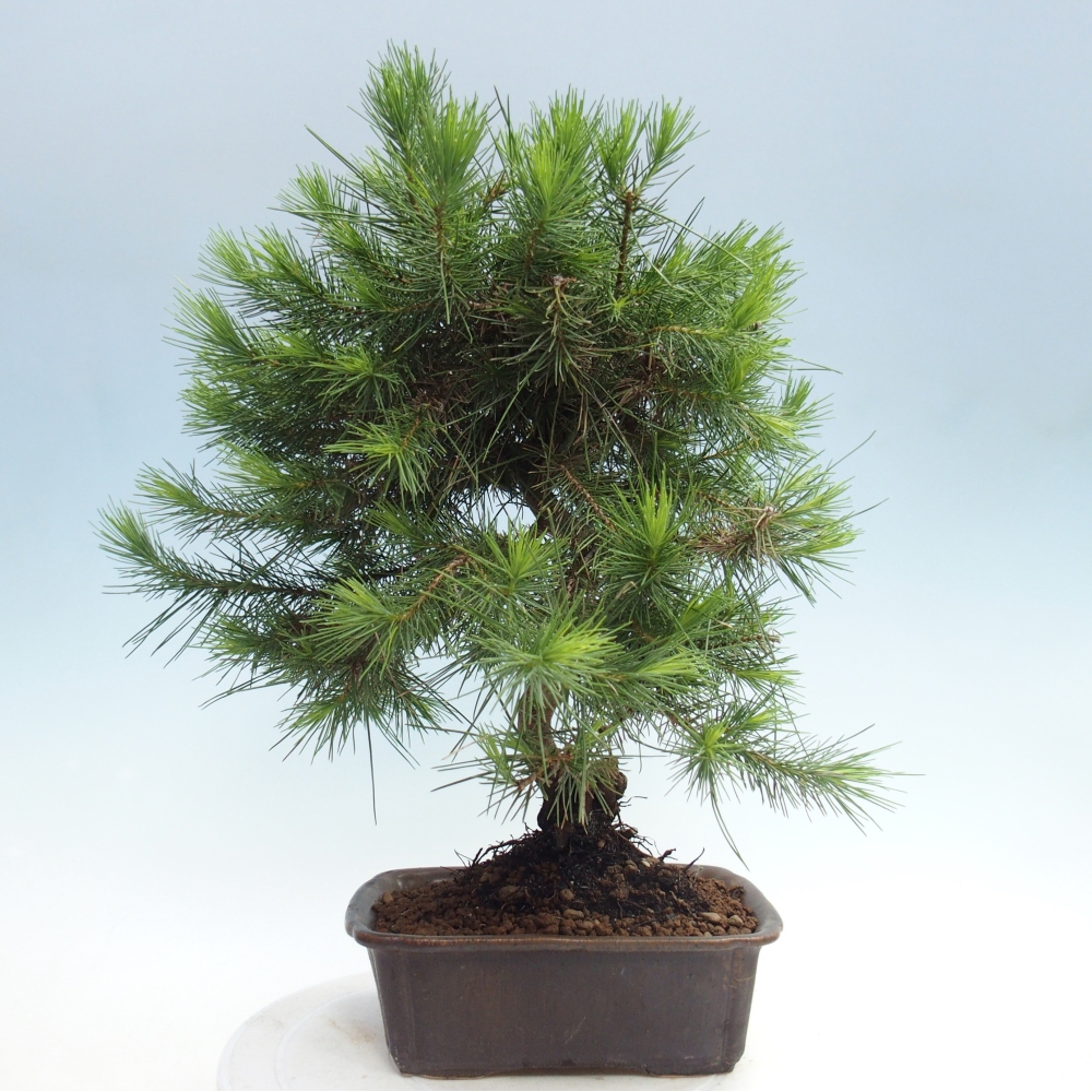 Zimmer Bonsai-Pinus halepensis-Kiefer von Aleppo