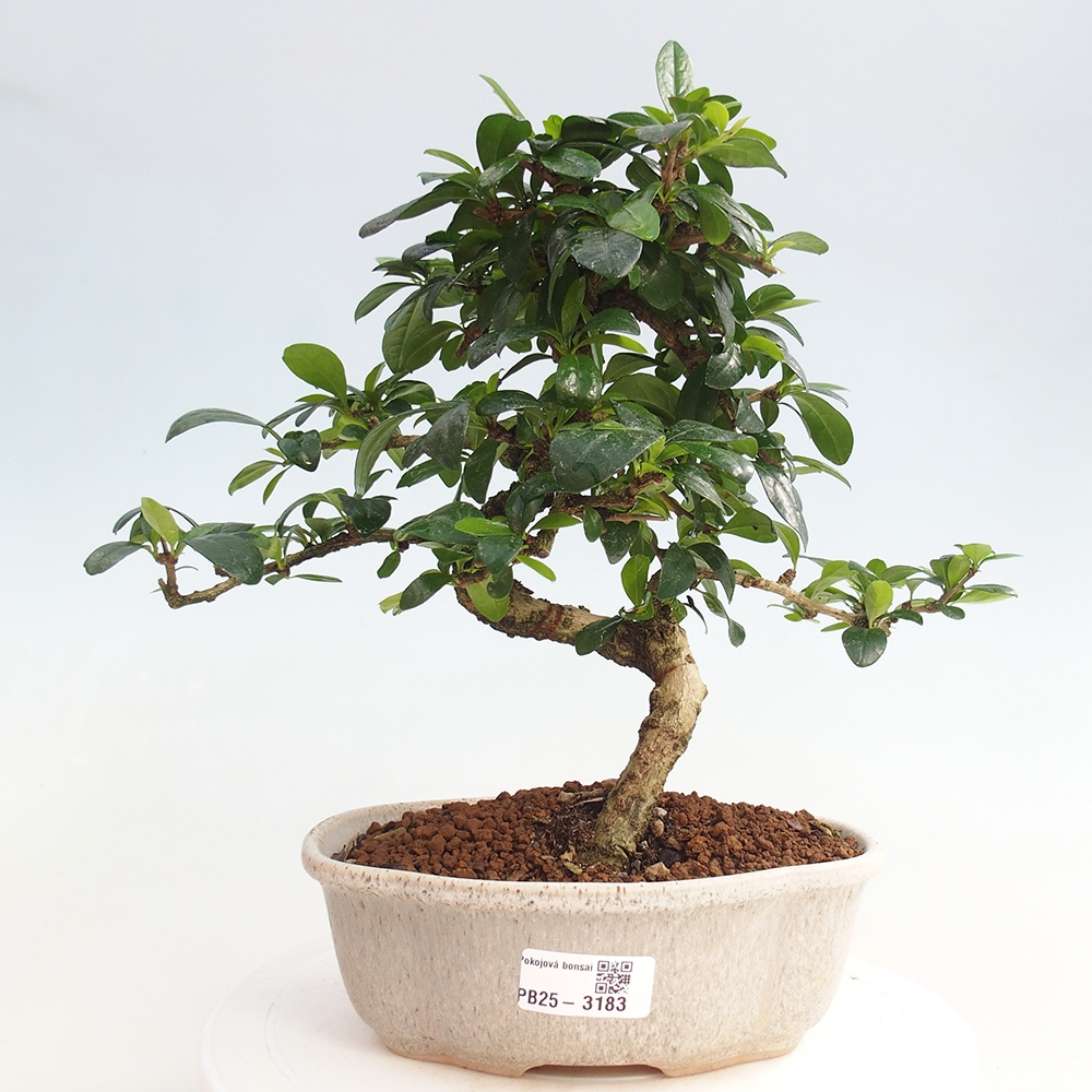 Zimmer Bonsai - Carmona macrophylla - Tea Fuki