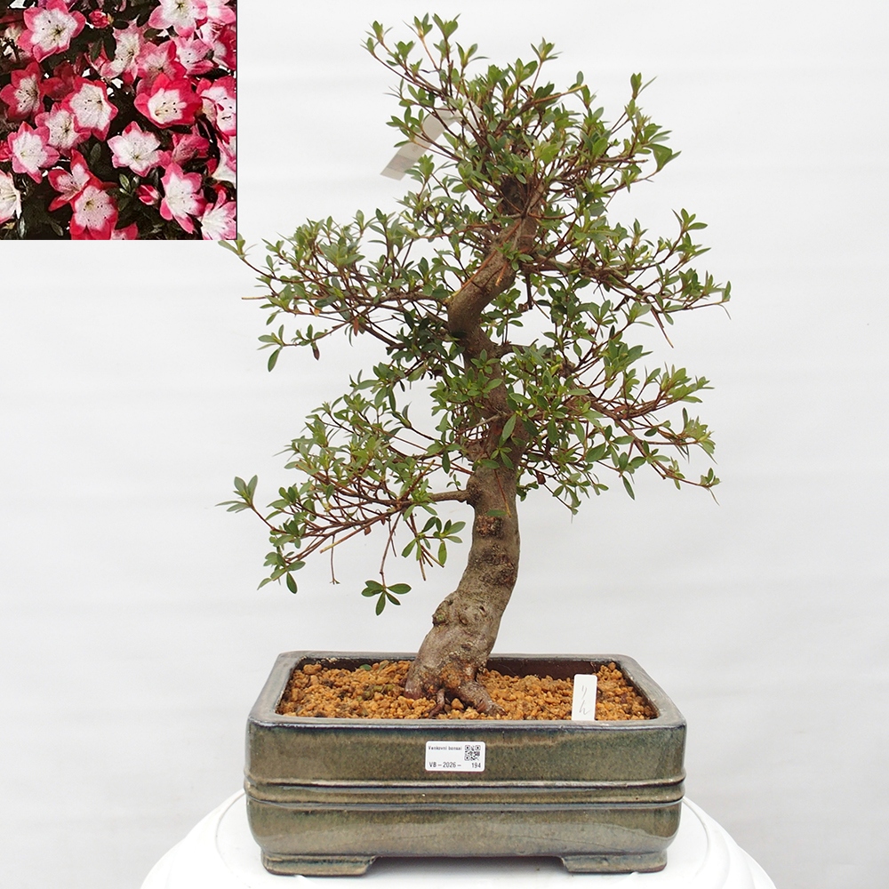Bonsai für draußen - Japanische Azalee - Azalea Rin