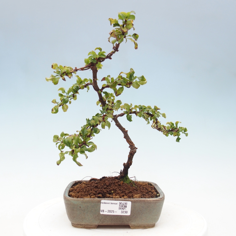 Außen Bonsai - Chaenomeles mit Red Joy -. Quitte