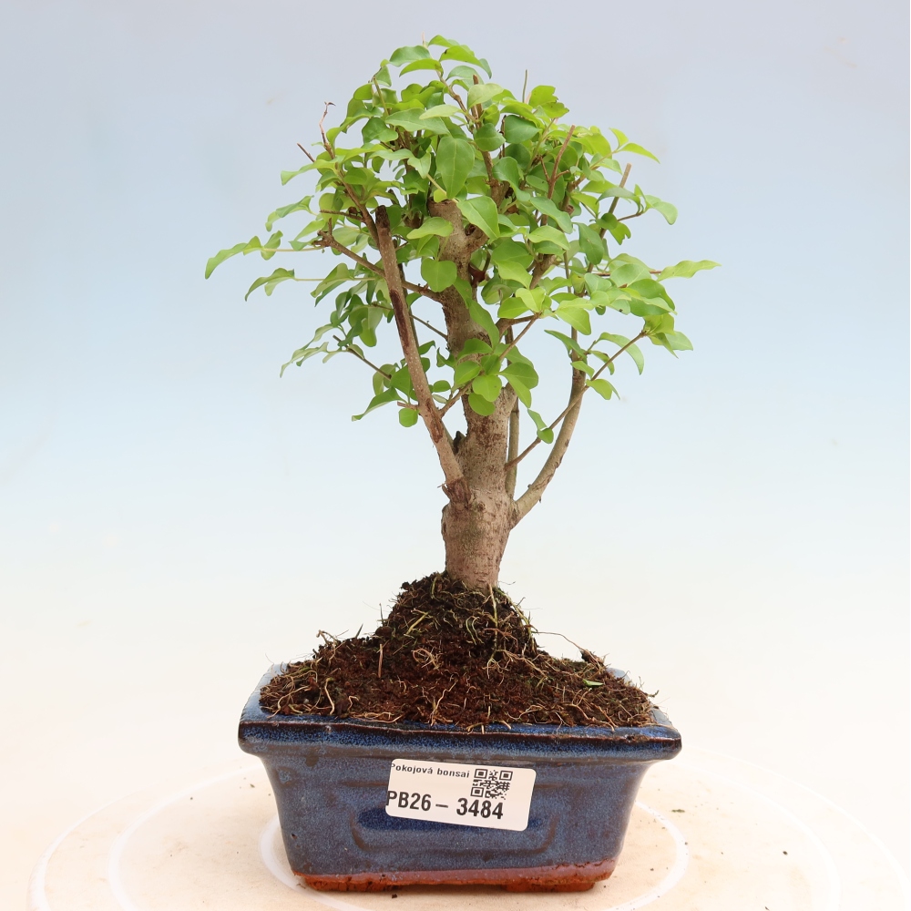 Zimmer Bonsai -Ligustrum chinensis - Vogelschnabel