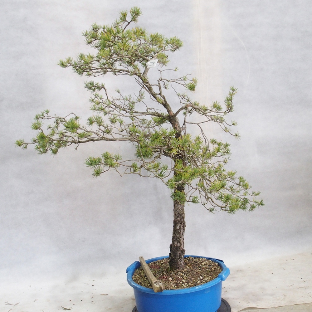 Yamadori - Pinus sylvestris 