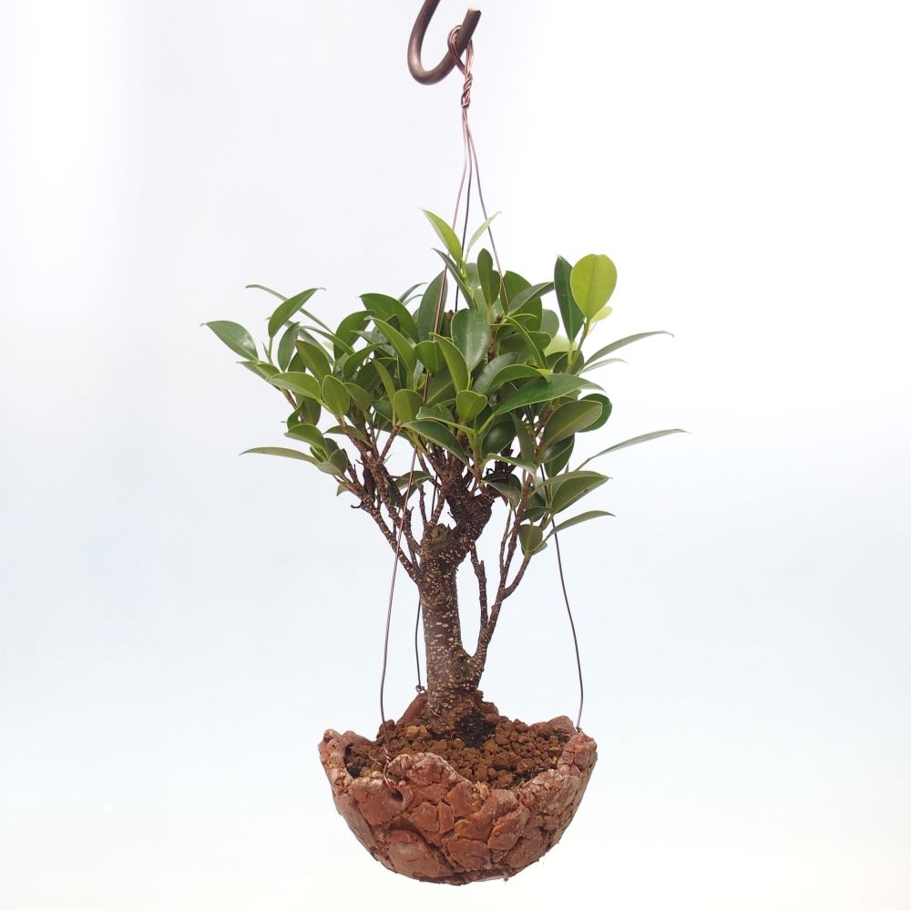 Kokedama aus Keramik - Kleinblättriger Ficus - Ficus kimmen