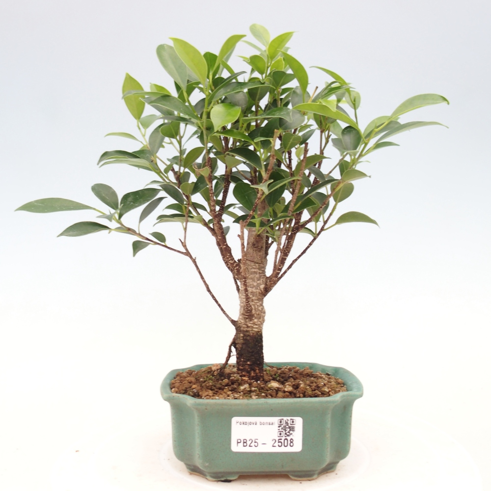 Zimmerbonsai - Kleinblättriger Ficus - Ficus kimmen