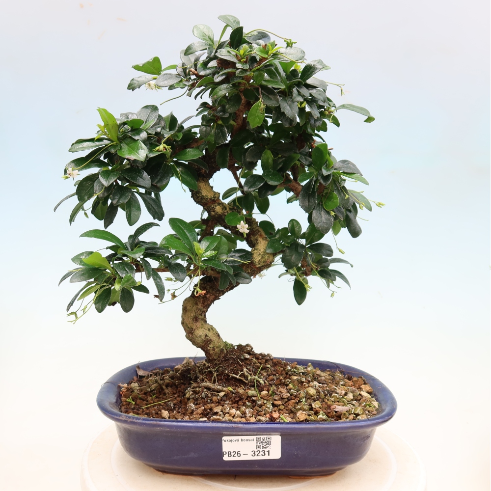 Zimmer-Bonsai - Carmona macrophylla - Tee-Fuki