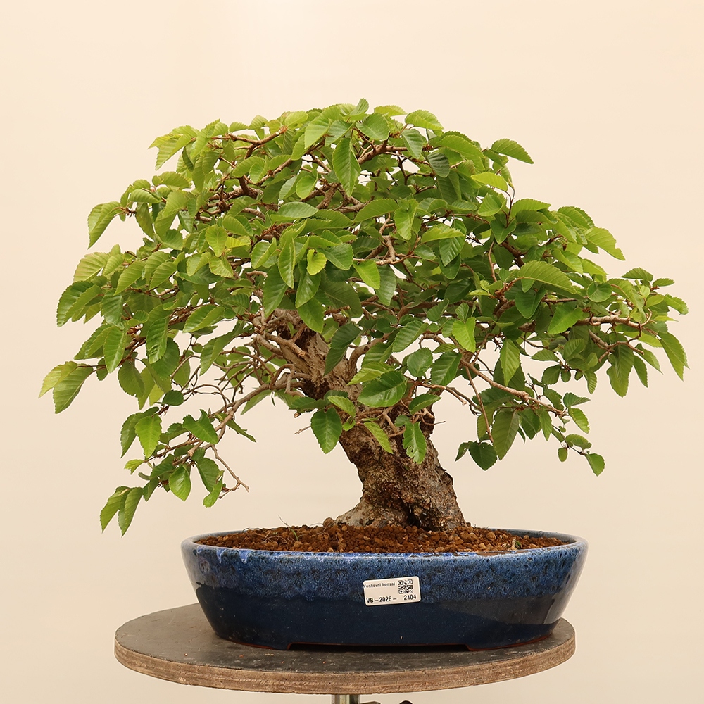 Bonsai im Freien - Carpinus Coreana - Koreanische Hainbuche