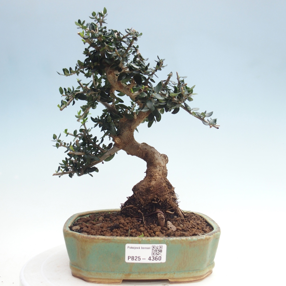 Zimmerbonsai - Olea europaea sylvestris