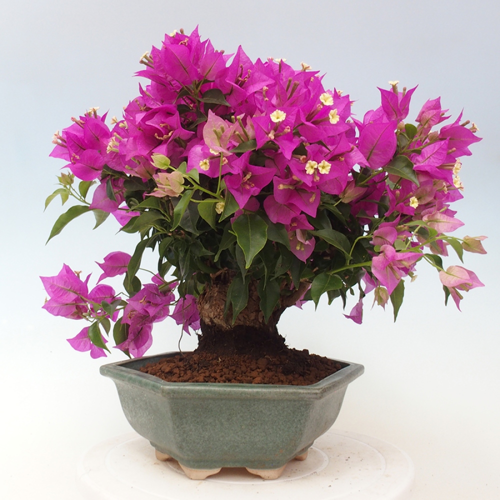 Indoor Bonsai - Bouganwilea