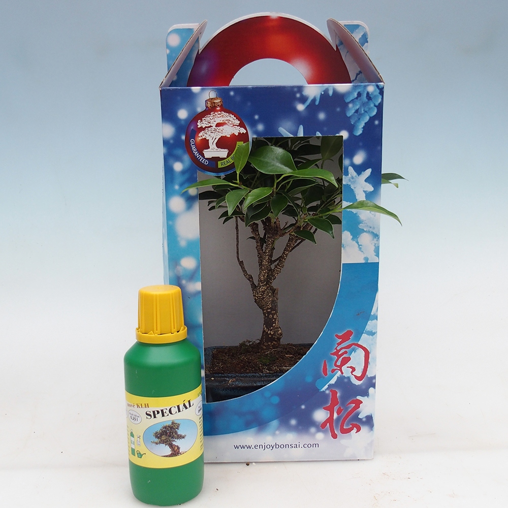 Zimmerbonsai im Geschenkkarton Ficus retusa - Kleinblättriger Ficus