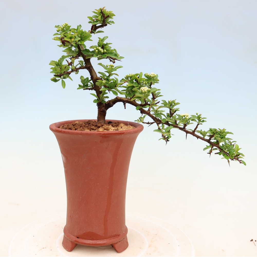 Bonsai für den Außenbereich – Pyracantha teton – Feuerdorn