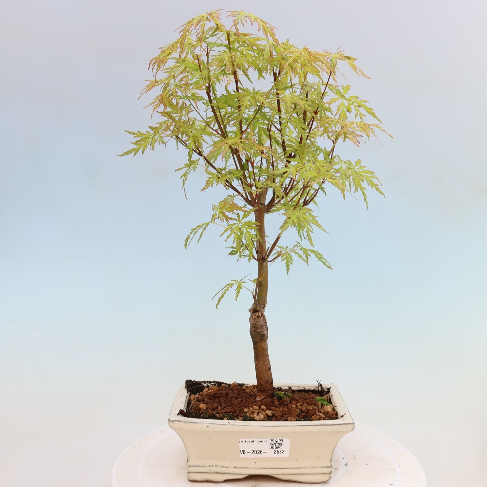Bonsai für draußen - Acer palmatum Dissectum