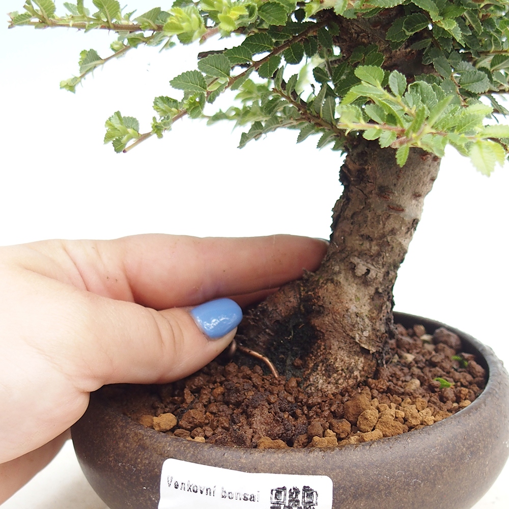 Bonsai im Freien - Ulmus parvifolia Hokkaido - Chinesische Ulme