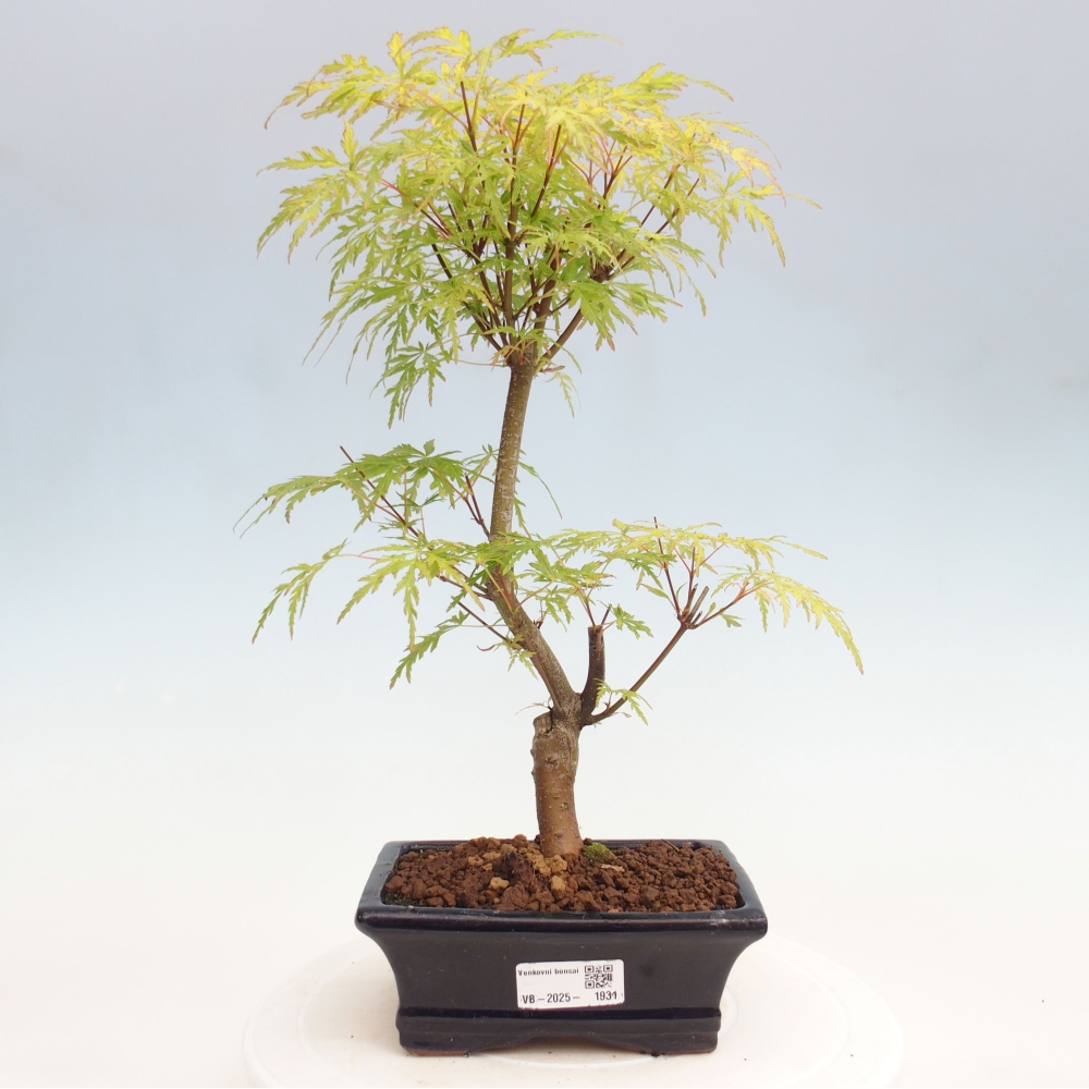 Bonsai im Freien - Acer palmatum Dissectum - japanischer Ahorn 