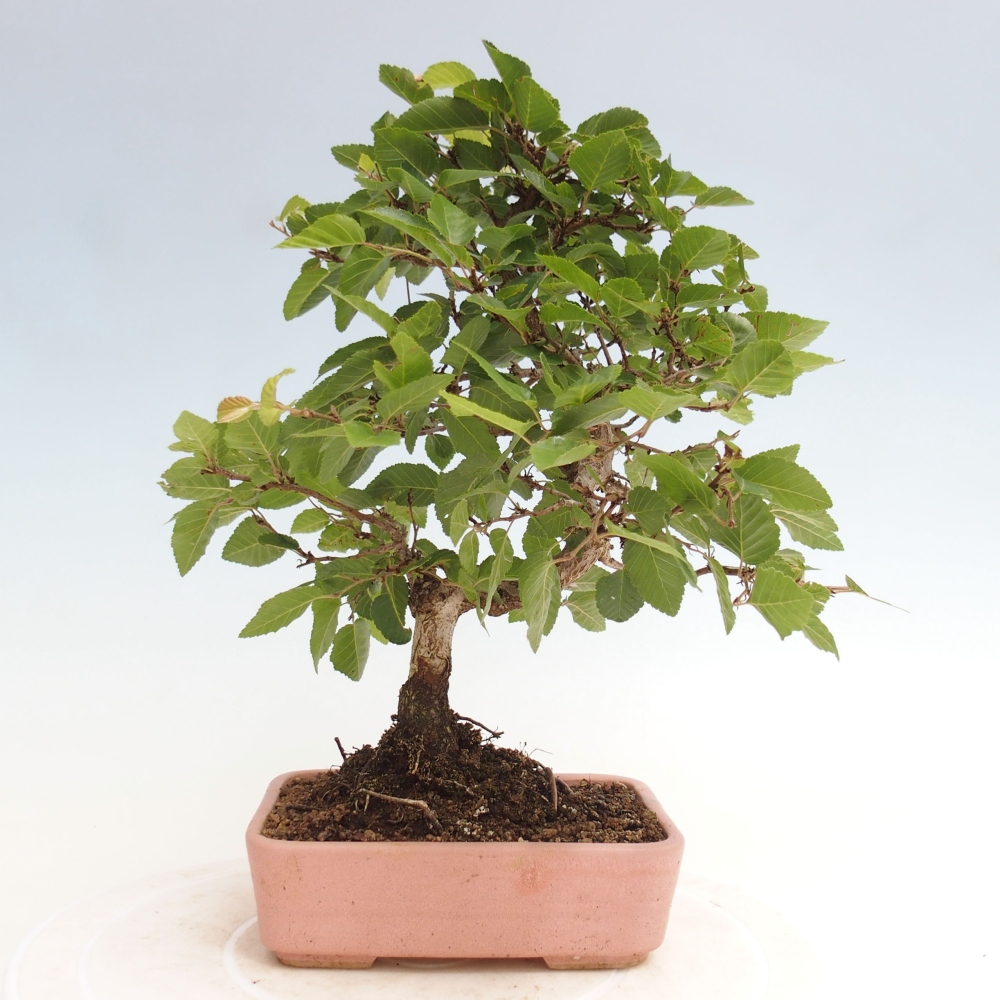 Bonsai im Freien -Carpinus CARPINOIDES - Koreanische Hainbuche