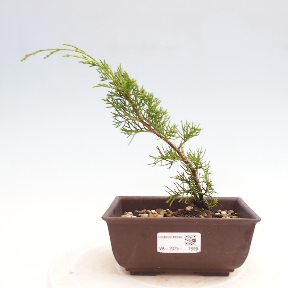 Outdoor bonsai - Juniperus chinensis Itoigawa - Chinese juniper