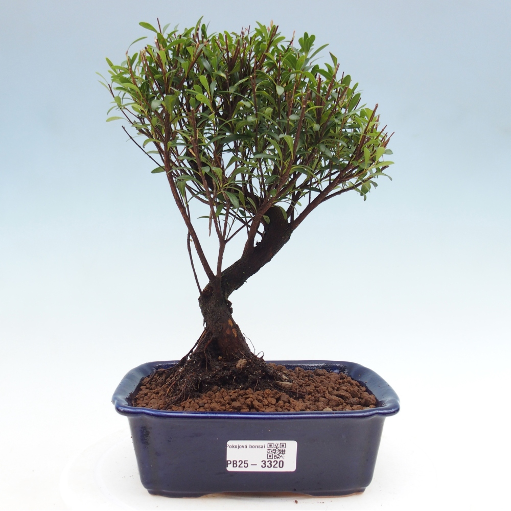 Zimmer Bonsai - Syzygium - Piment