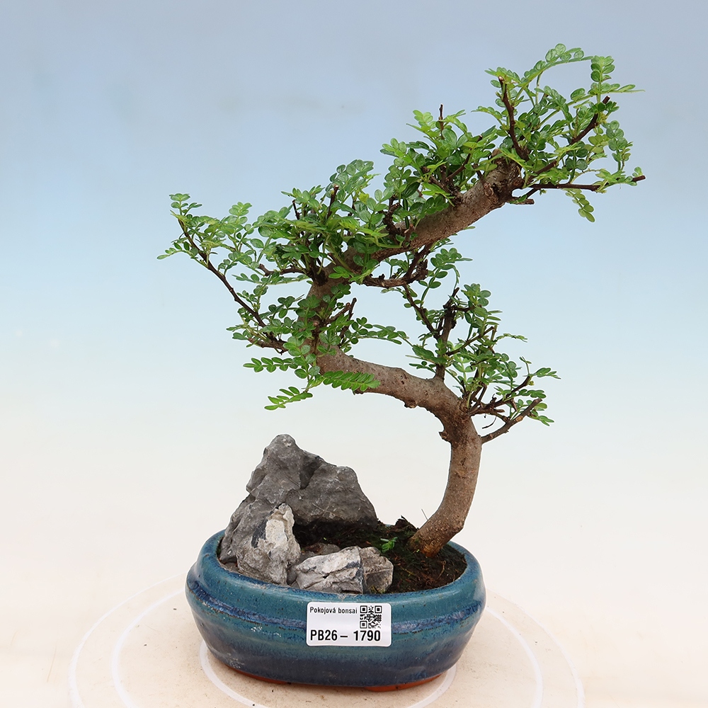 Zimmer Bonsai - Zantoxylum piperitum - Pfefferbaum
