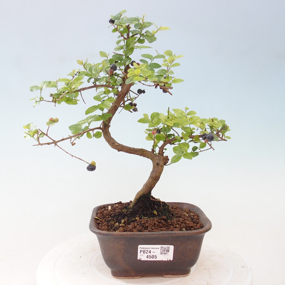 Zimmerbonsai - Sagerécie thea - Sagerécie thea