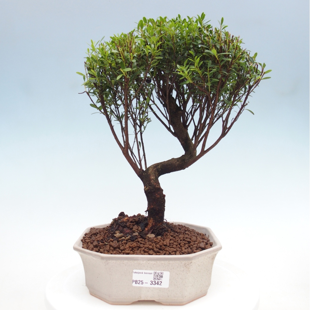 Zimmer Bonsai - Syzygium - Piment