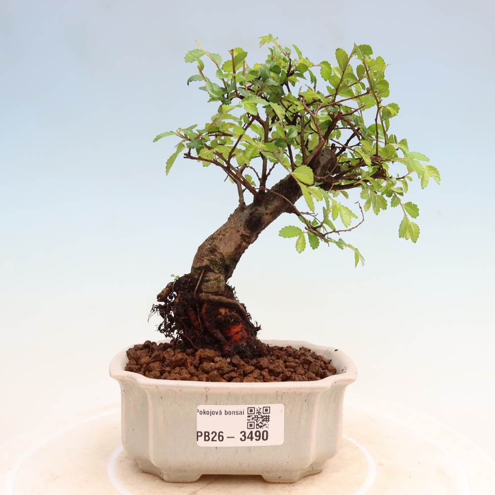 Zimmerbonsai - Ulmus parvifolia - Kleinblättrige Ulme