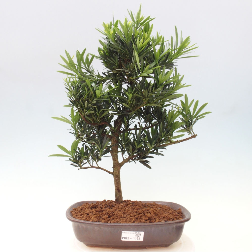 Zimmerbonsai - Podocarpus - Steintausend
