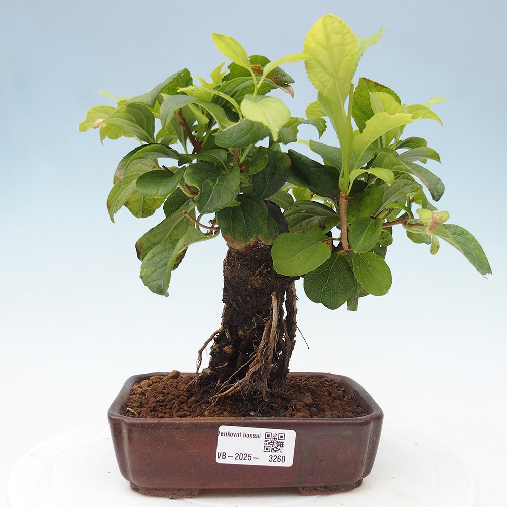 Outdoor-Bonsai - Celastrus Jesenec
