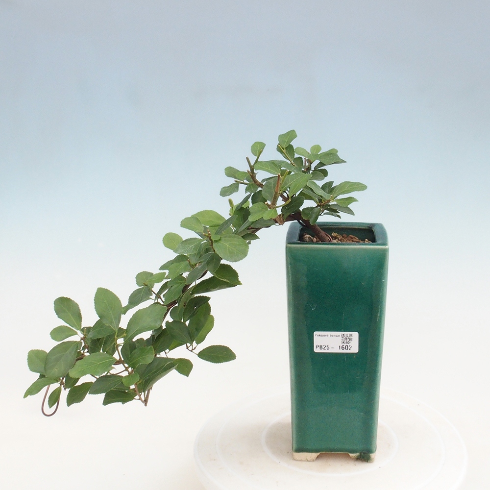 Zimmerbonsai - Grewia occidentalis - Lavendelstern