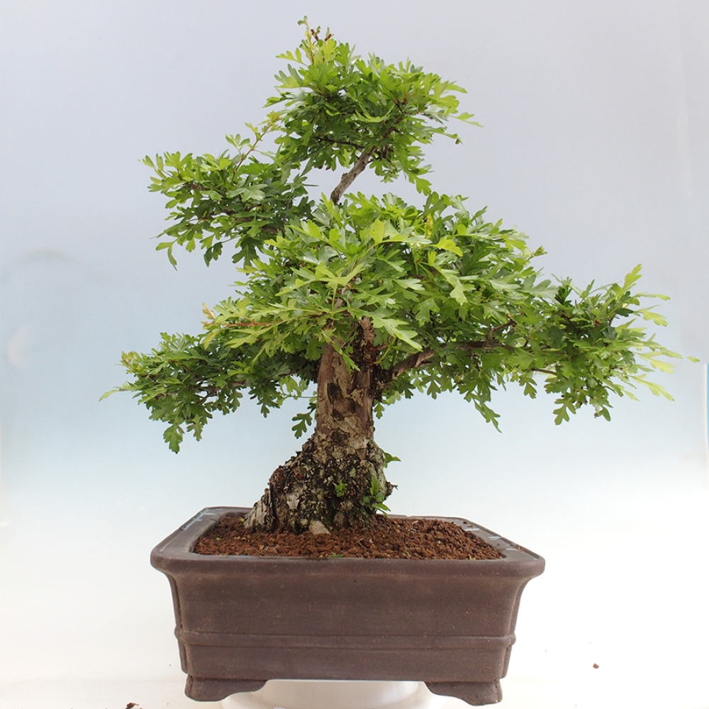 Bonsai im Freien - Weißdorn - Crataegus monogyna