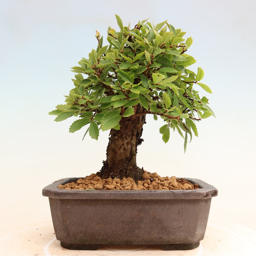 Bonsai für draußen - Zelkova - Zelkova NIRE
