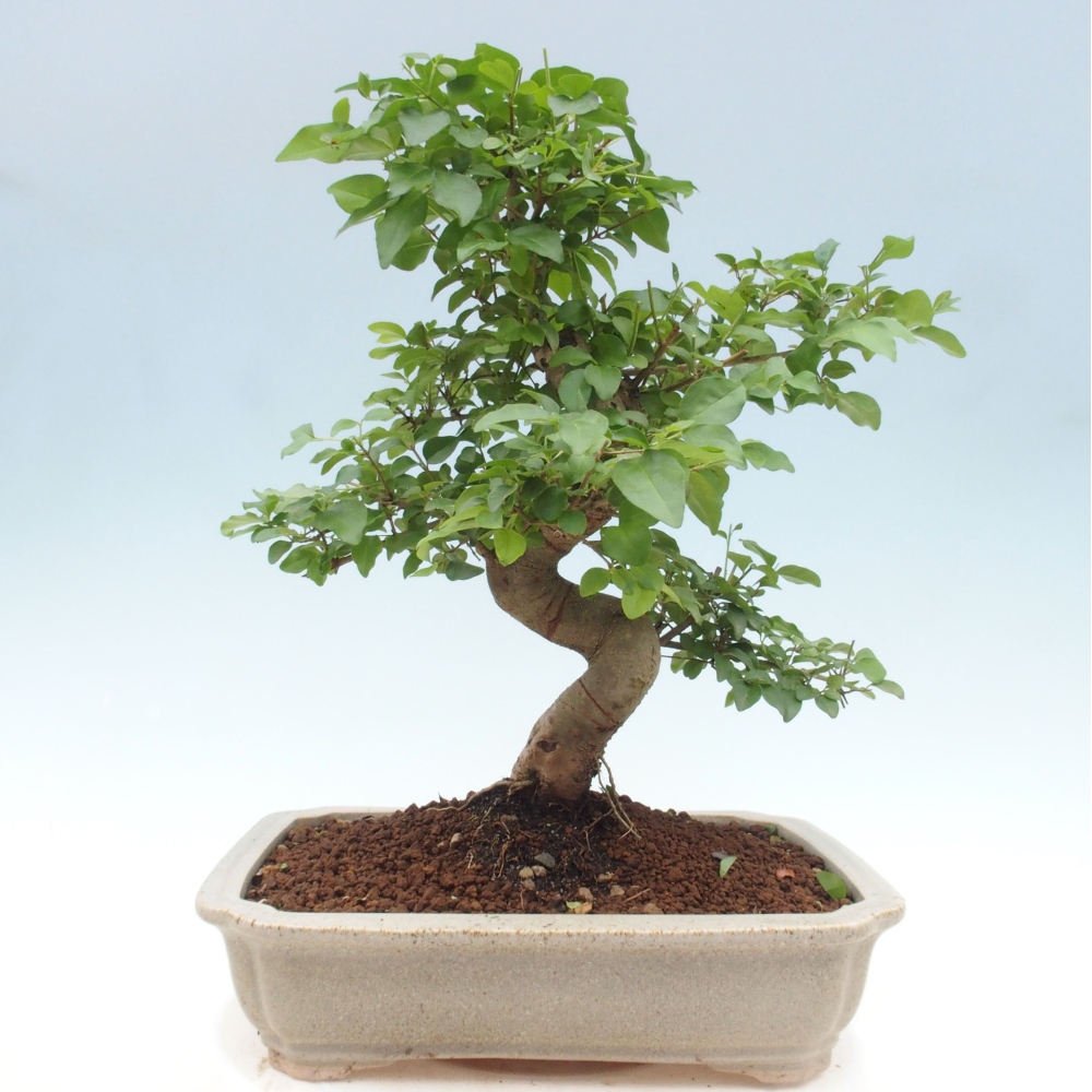 Zimmerbonsai - Ligustrum chinensis - Vogelperspektive