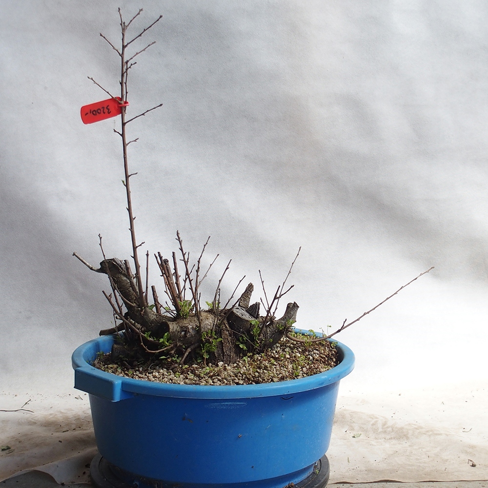 Outdoor Bonsai -Mahalebka - Prunus Mahaleb