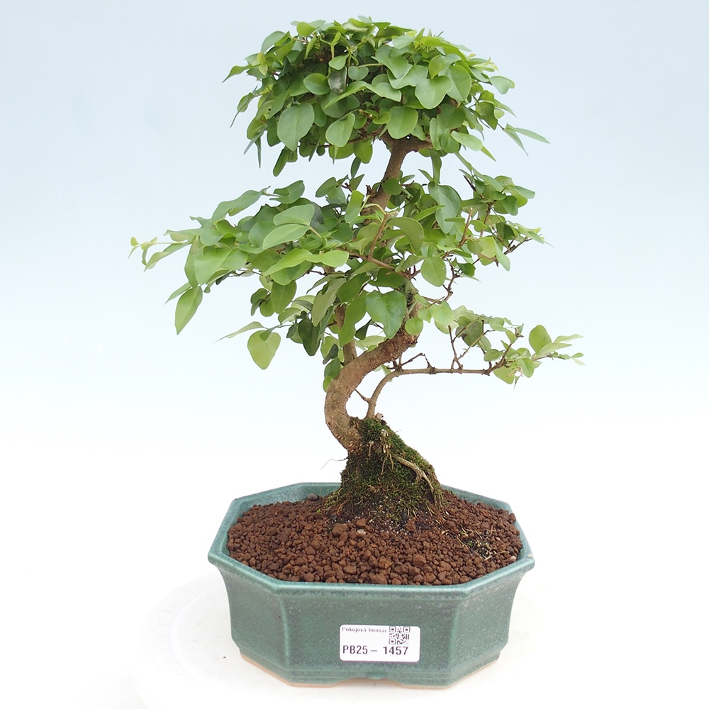 Indoor Bonsai -Ligustrum chinensis - Vogelschnabel