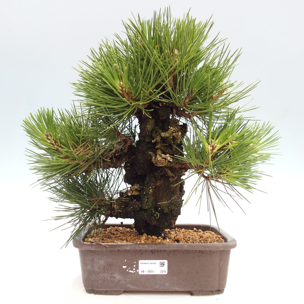 Bonsai im Freien - Pinus thunbergii - Thunbergia-Kiefer