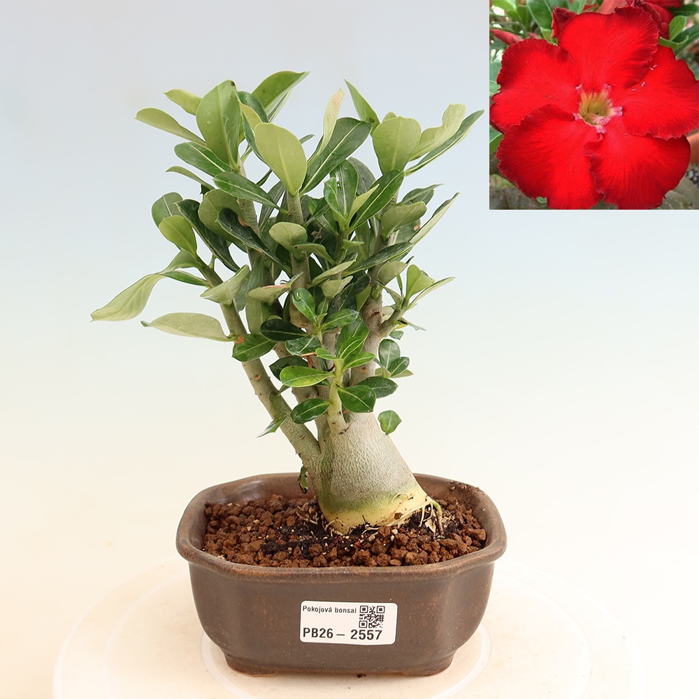 Zimmerbonsai – Adenium obesum „Red Star“ – Wüstenrose