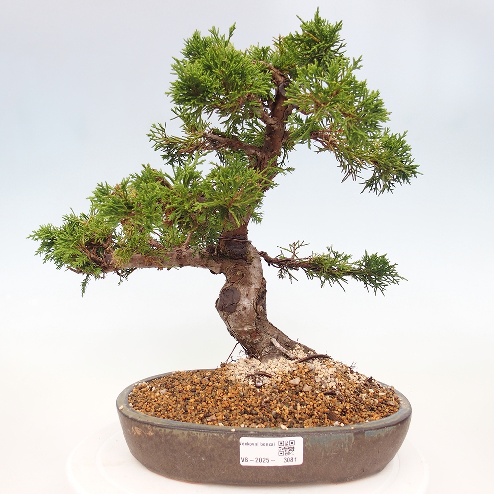 Outdoor bonsai - Juniperus chinensis Itoigawa - Chinese juniper