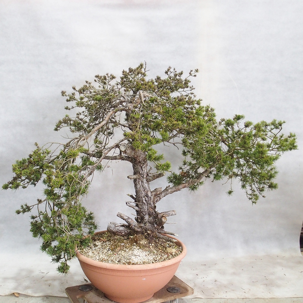 Yamadori - Pinus sylvestris 