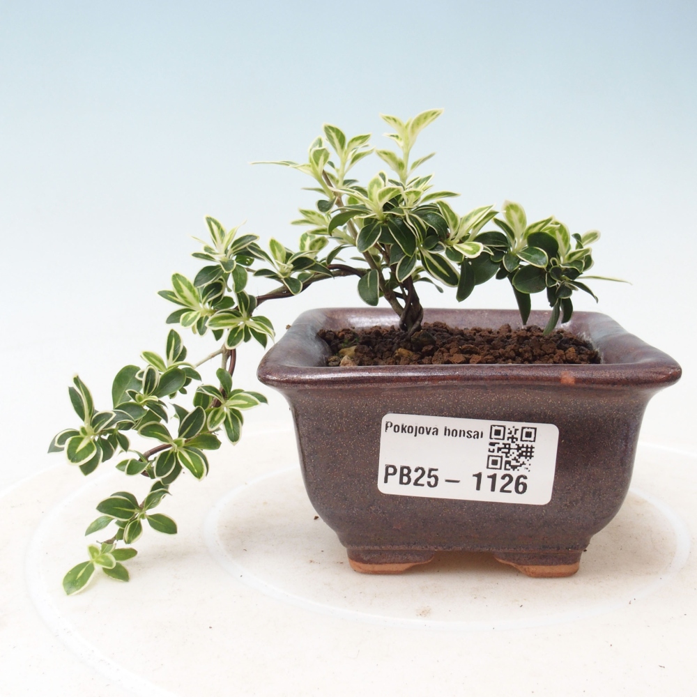 Zimmerbonsai - Serissa foetida Variegata - Baum der tausend Sterne