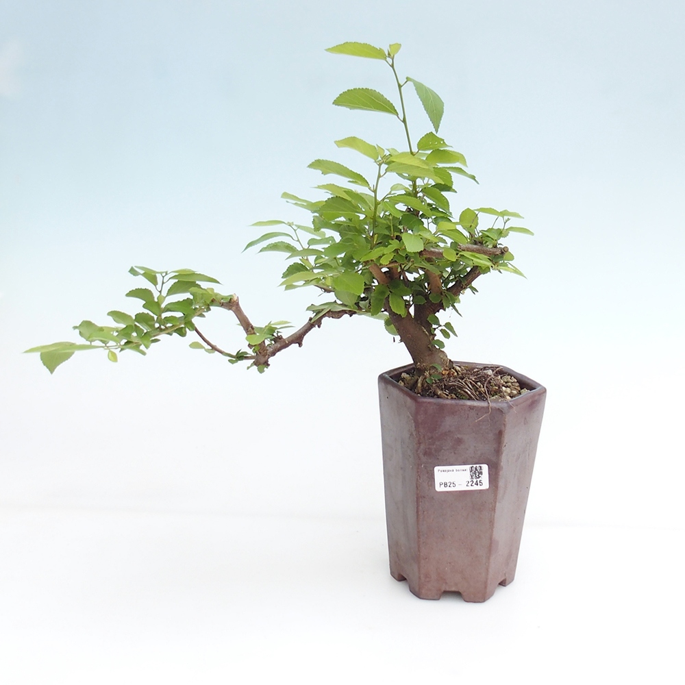 Zimmerbonsai - Grewia occidentalis - Lavendelstern