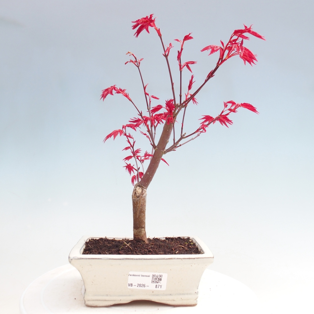 Bonsai für draußen - Acer palmatum DESHOJO